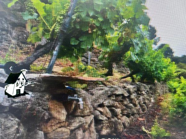 VENTA VIÑEDO RIBEIRA SACRA EN SOBER-AMANDI-MALCAVADA - Imagen 4
