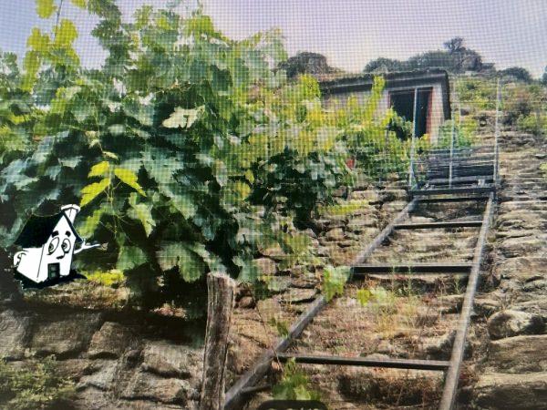 VENTA VIÑEDO RIBEIRA SACRA EN SOBER-AMANDI-MALCAVADA - Imagen 6