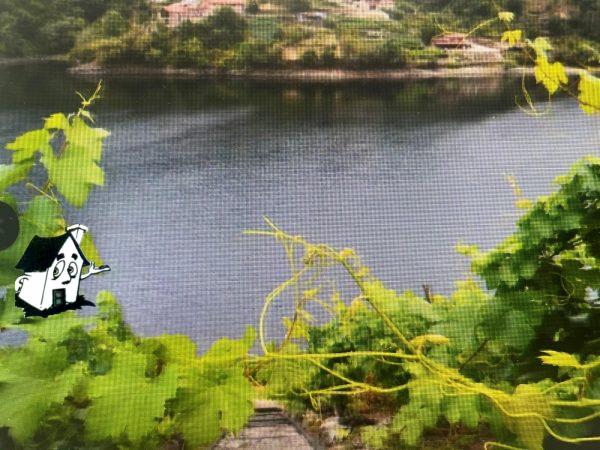 VENTA VIÑEDO RIBEIRA SACRA EN SOBER-AMANDI-MALCAVADA - Imagen 10