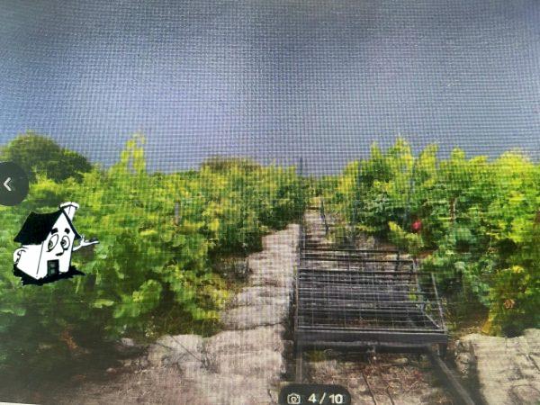 VENTA VIÑEDO RIBEIRA SACRA EN SOBER-AMANDI-MALCAVADA - Imagen 7
