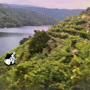 VENTA VIÑEDO RIBEIRA SACRA EN SOBER-AMANDI-MALCAVADA
