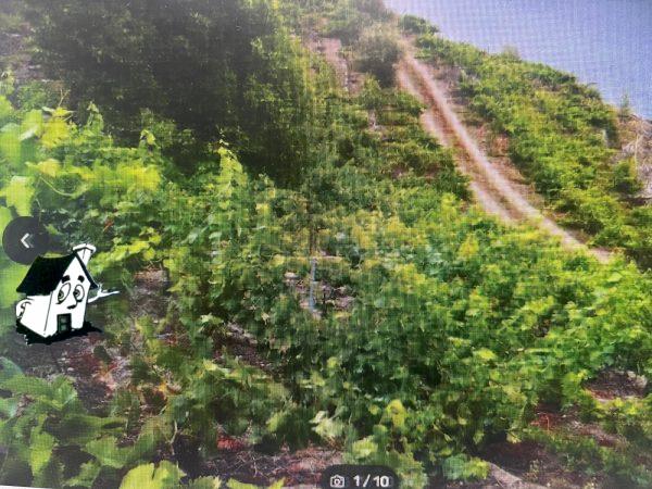 VENTA VIÑEDO RIBEIRA SACRA EN SOBER-AMANDI-MALCAVADA - Imagen 9