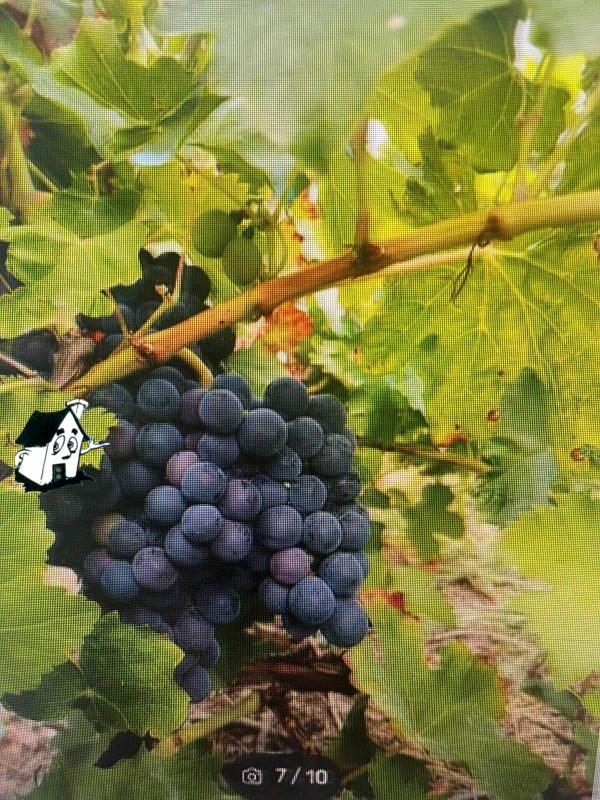 VENTA VIÑEDO RIBEIRA SACRA EN SOBER-AMANDI-MALCAVADA - Imagen 5