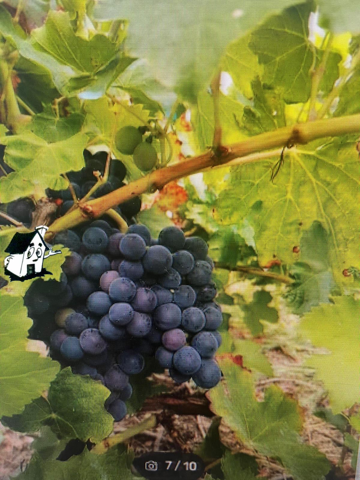 VENTA VIÑEDO RIBEIRA SACRA EN SOBER-AMANDI-MALCAVADA - Imagen 5